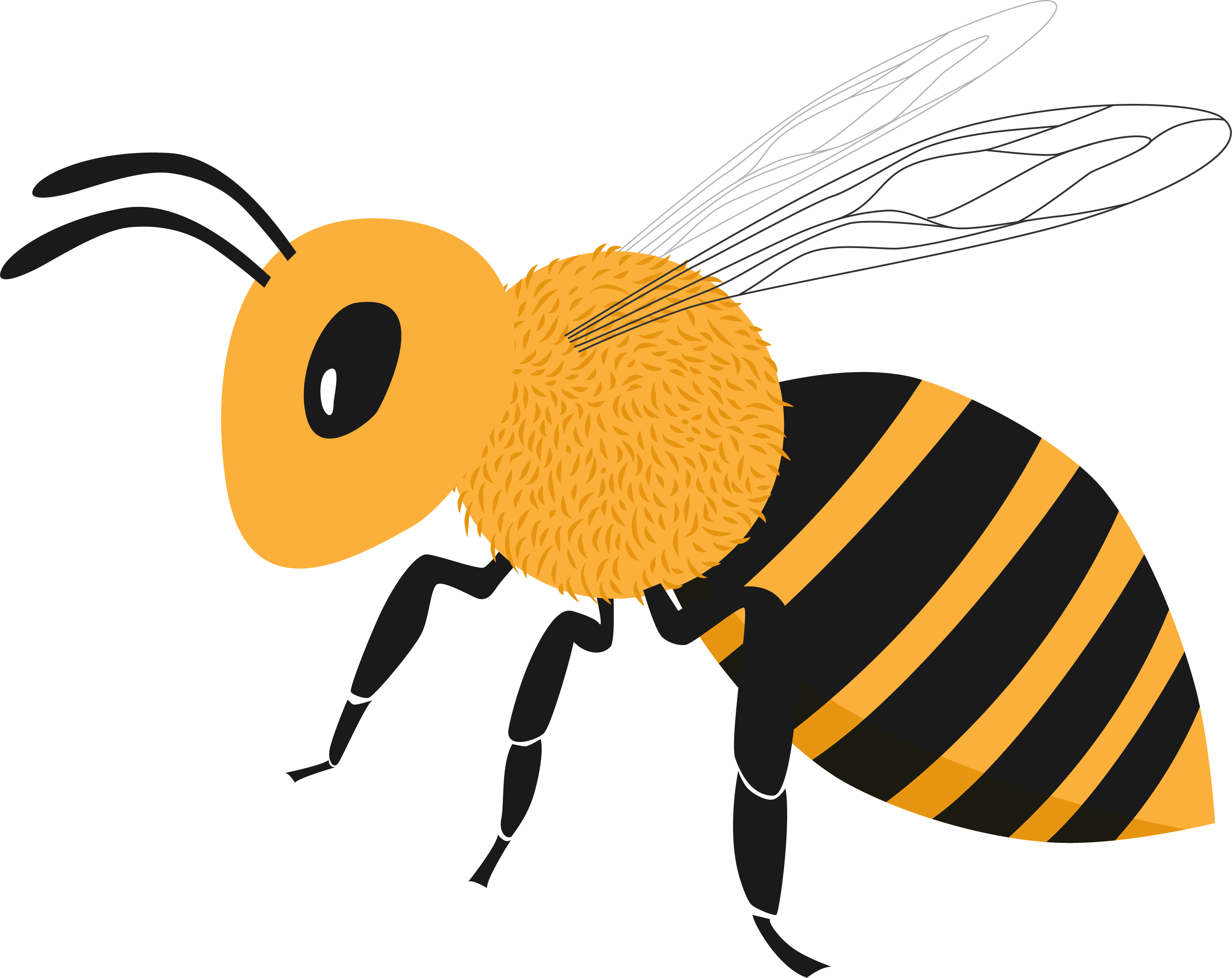 beeillus